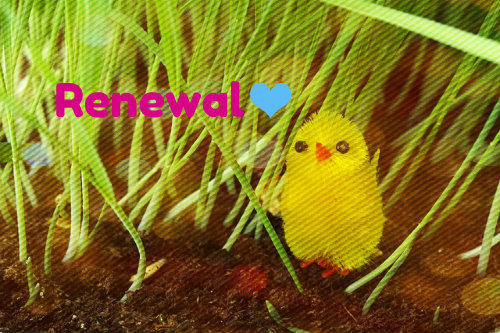 animal-20570_640